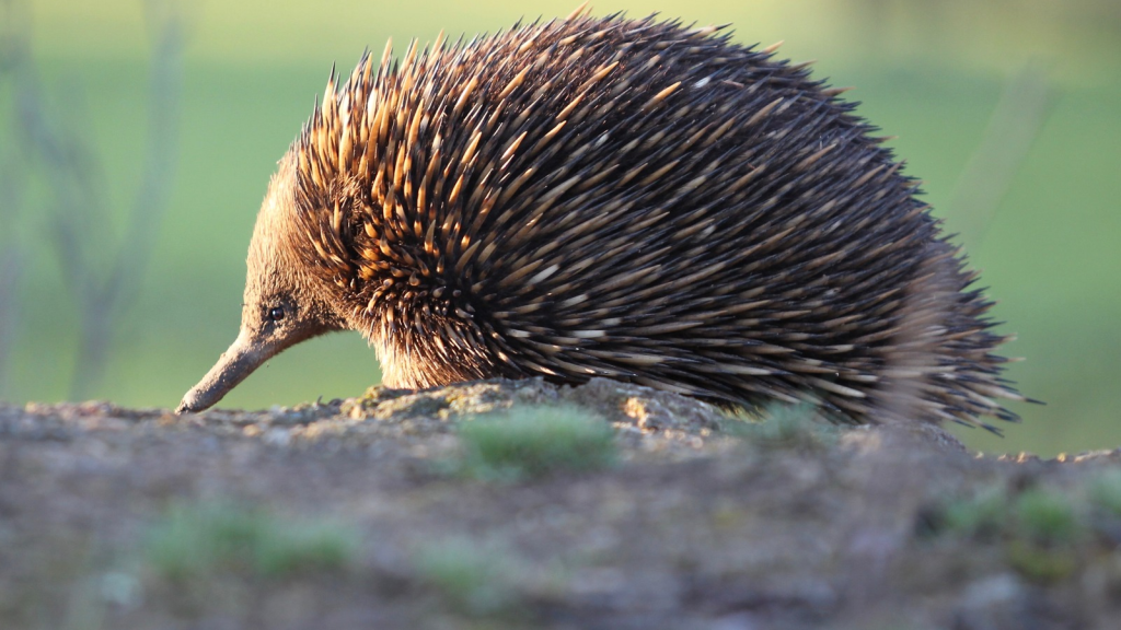 Echidnas | Electroreception Experts