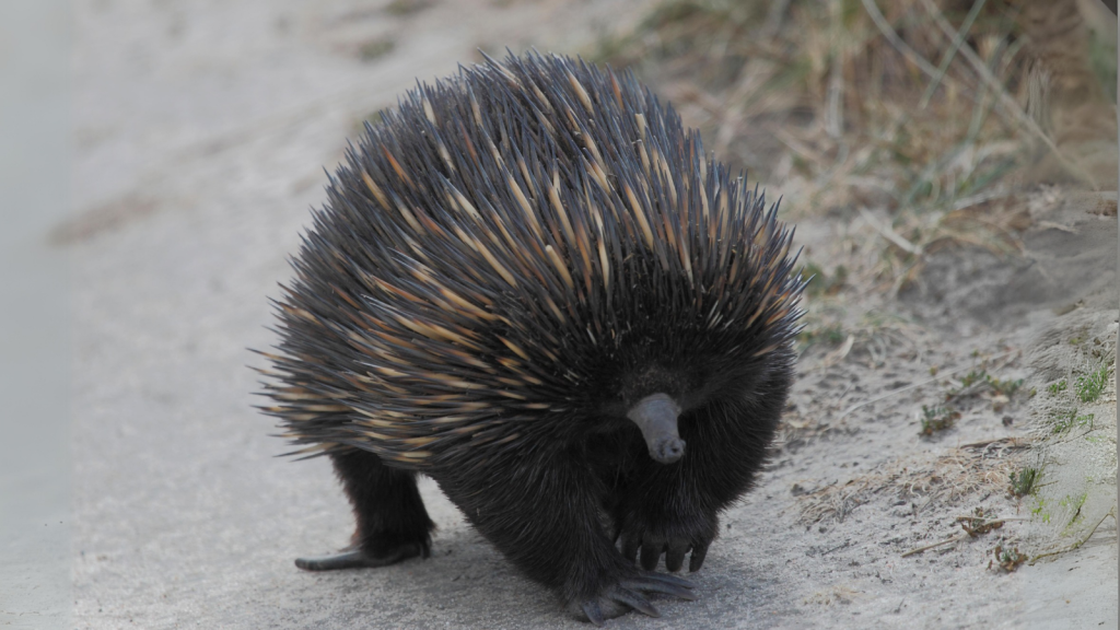 Echidnas | Backward-Facing Feet