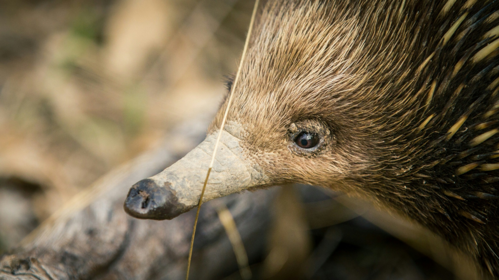 Echidnas | Toothless Wonders