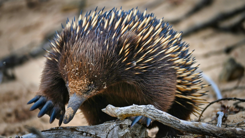 Echidnas | Clever Clogs