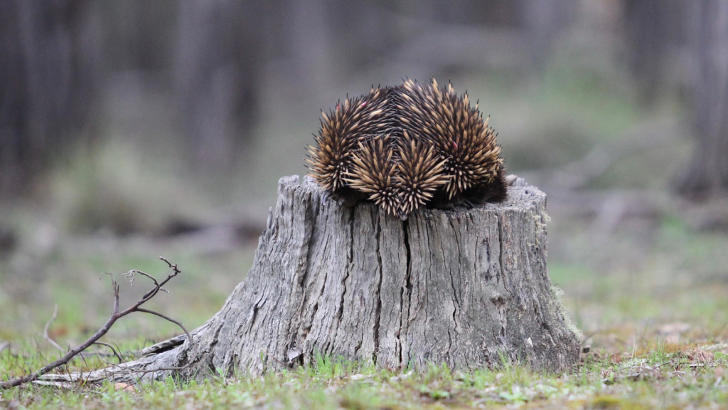 Echidnas | Hibernation Heroes