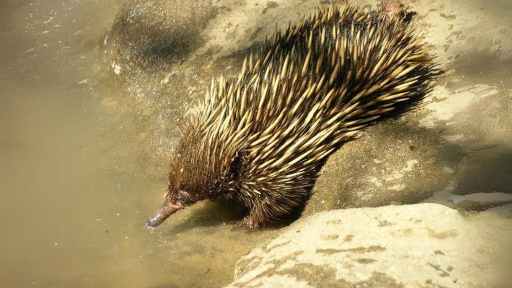 Echidnas |  Swimming Surprise