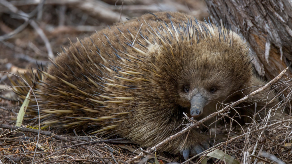 Short-beaked Echidna