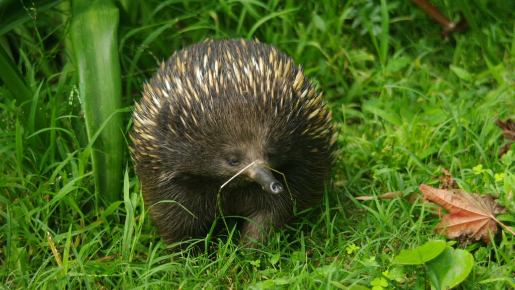 Echidnas| Longevity Legends