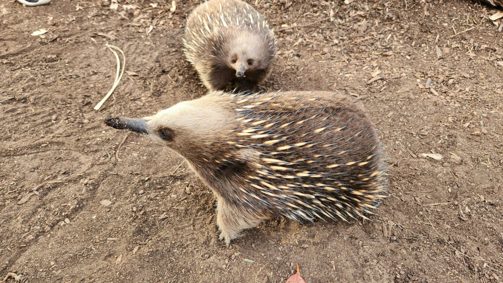 Echidnas| Mating Train