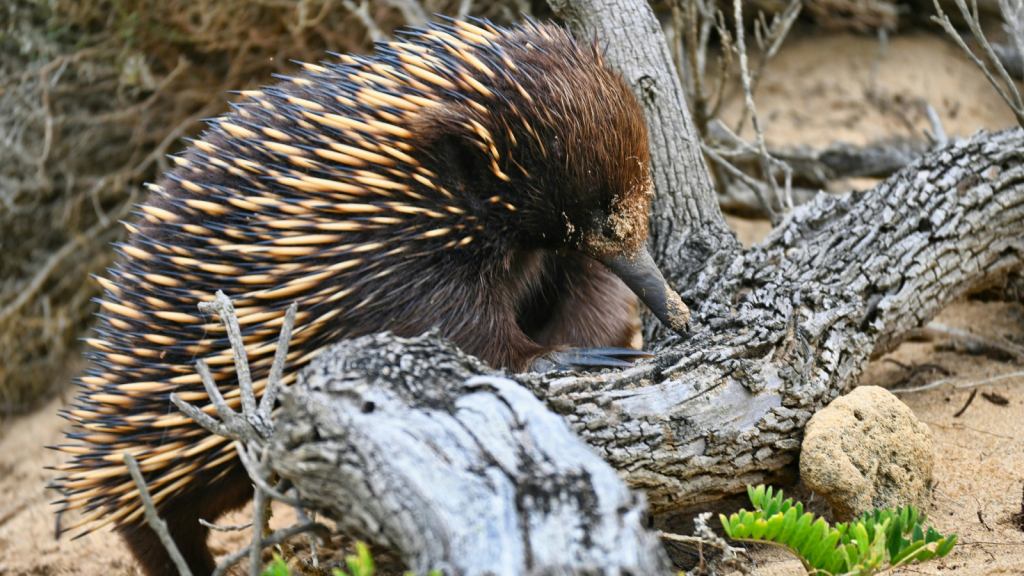 Echidnas| Ancient Origins