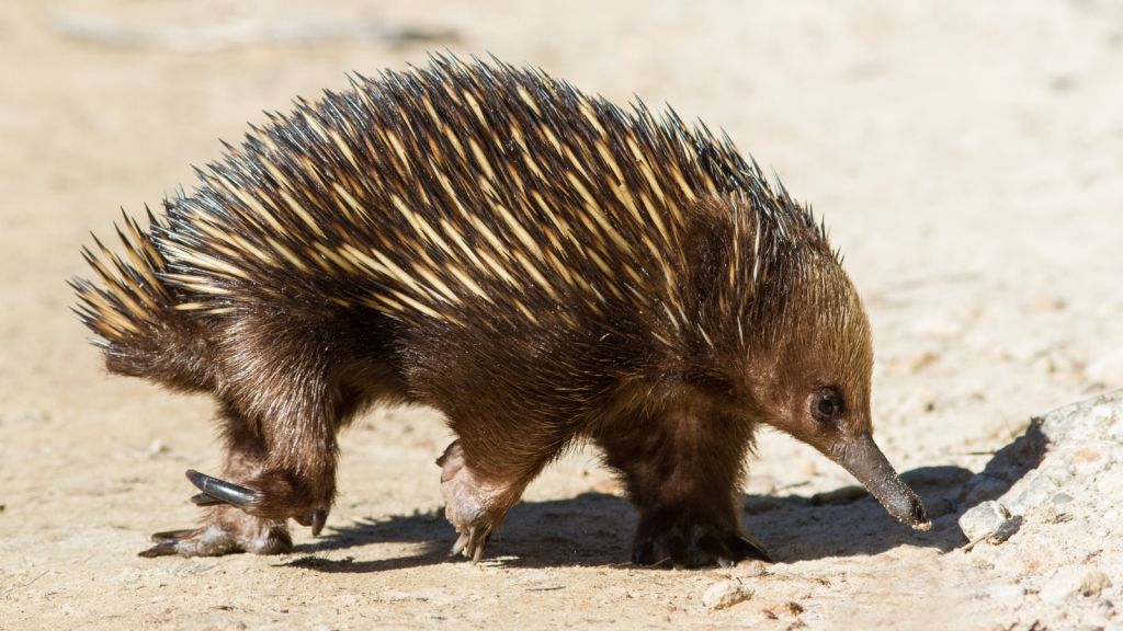 Echidnas | Four-Headed Wonder