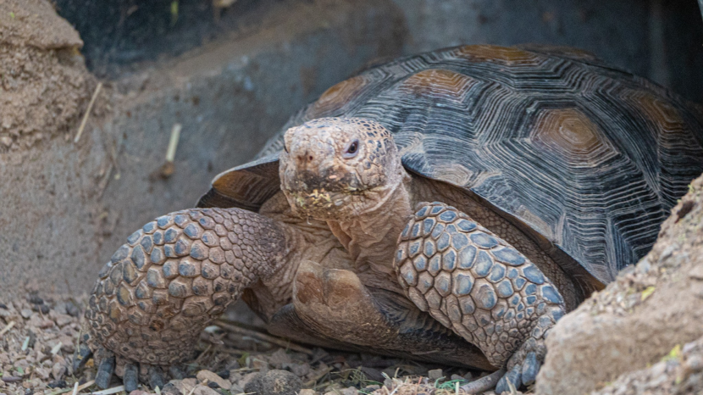 Desert Tortoise