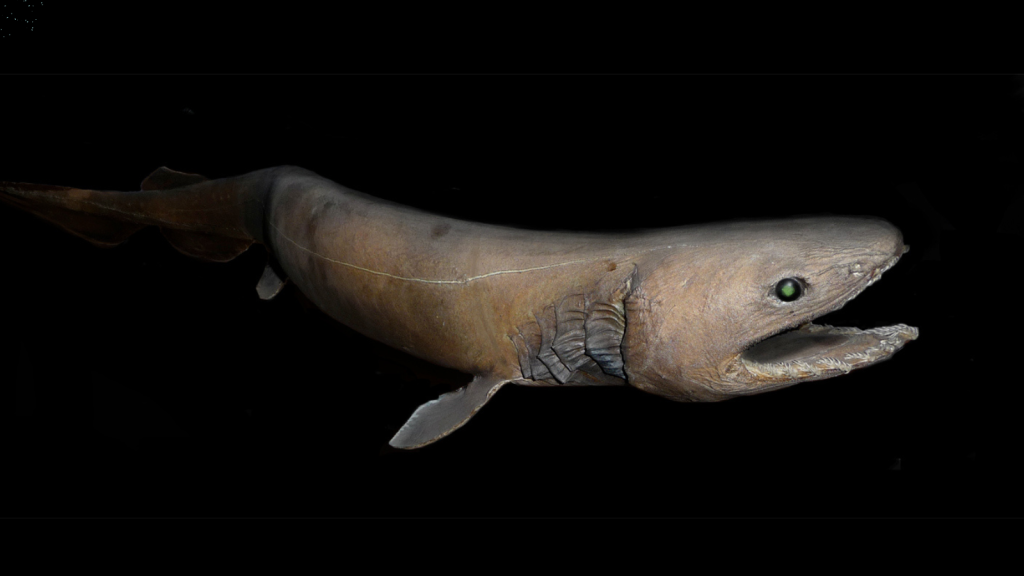 Frilled Shark