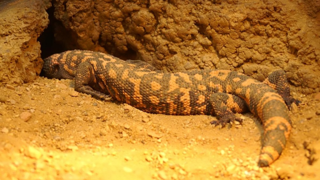 Gila Monster