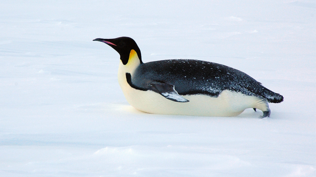 Emperor Penguin