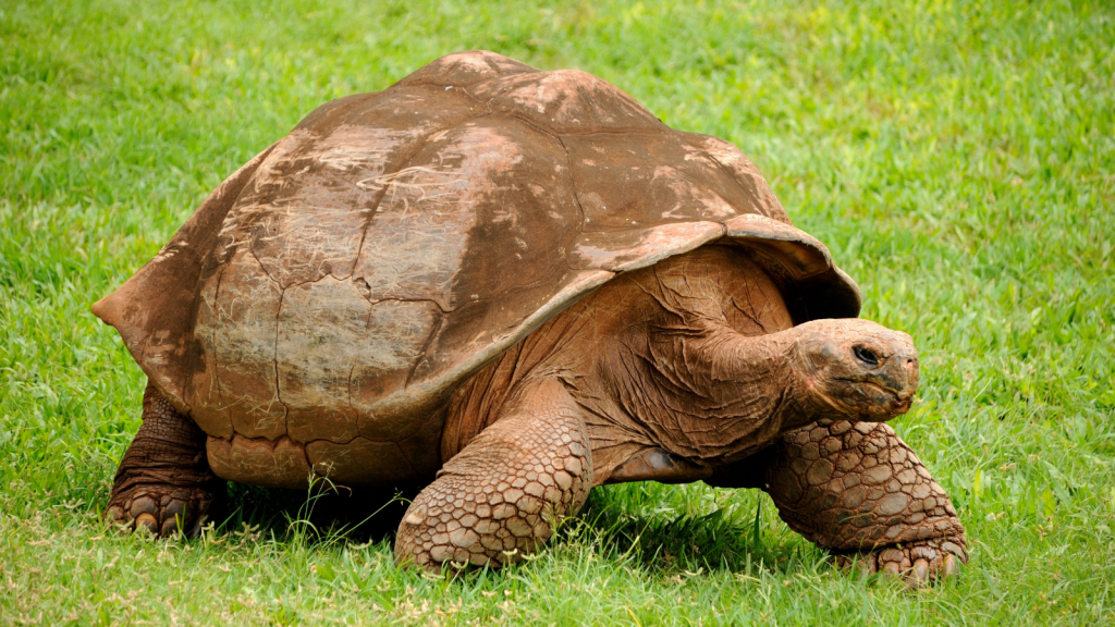 Galápagos Tortoise