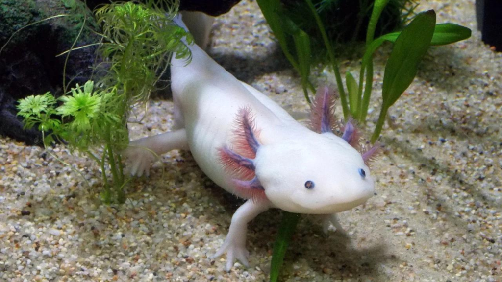 Axolotl