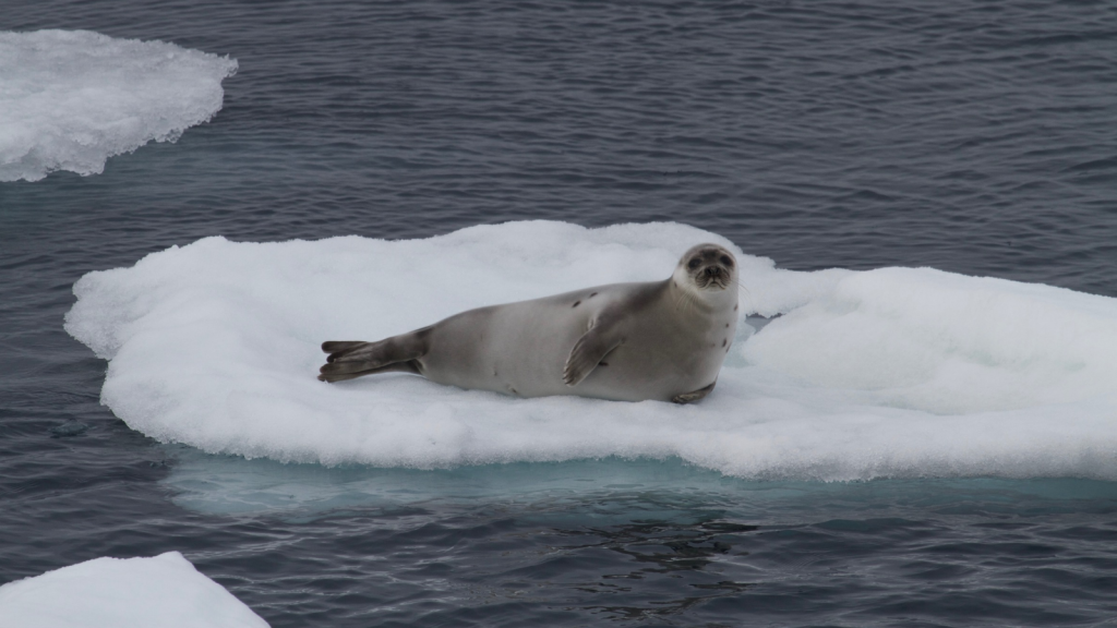 Harp Seal