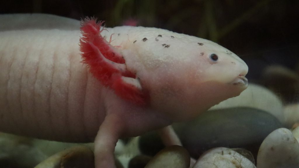 Axolotl