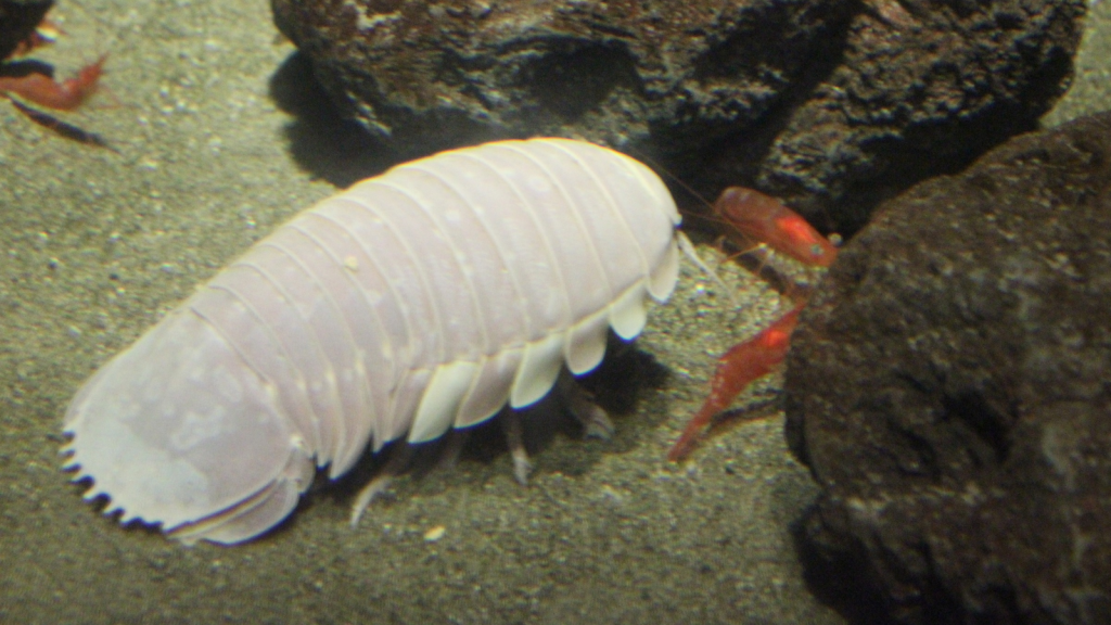 Giant Isopod