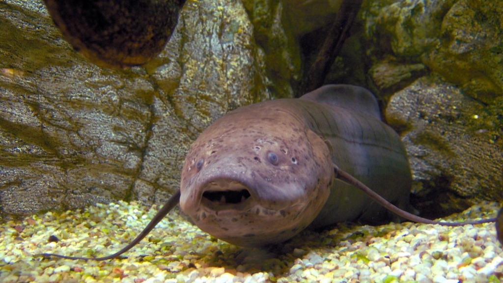 African Lungfish