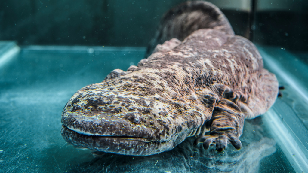 Giant Chinese Salamander