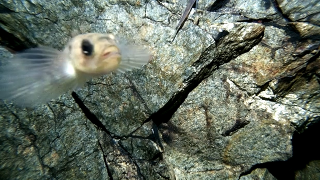 Lake Baikal Oilfish