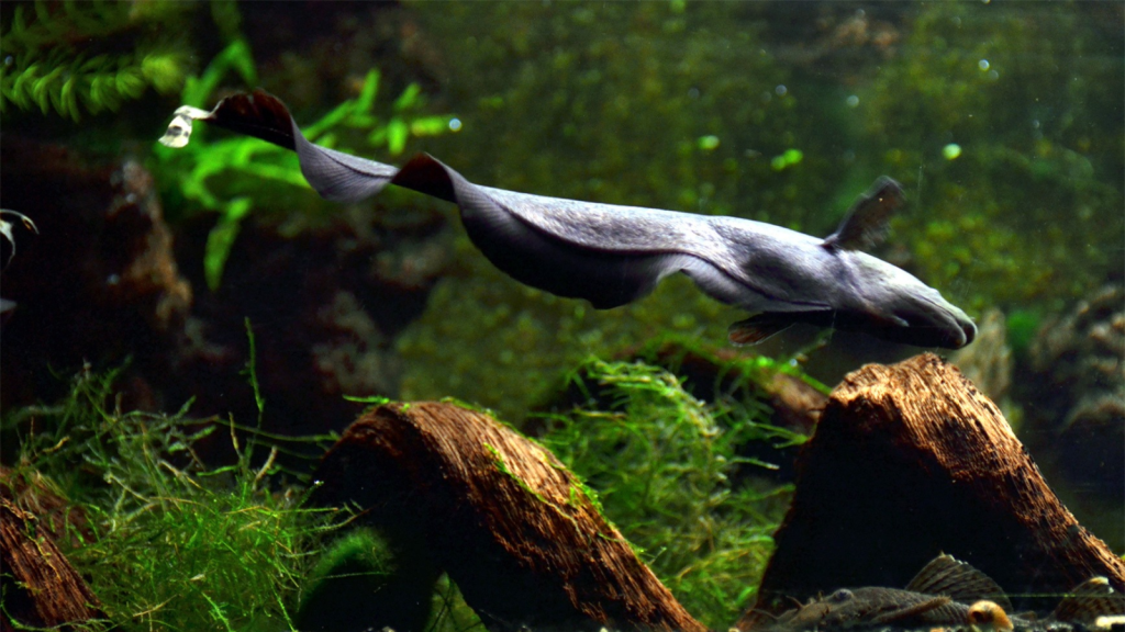 Ghost Knifefish