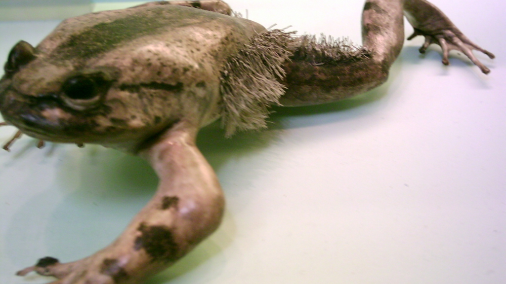 Hairy Frog