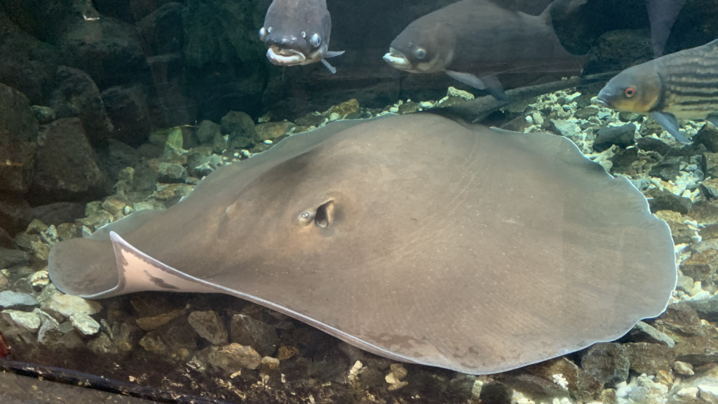 Giant Freshwater Stingray