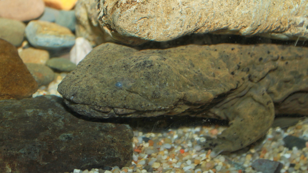 Hellbender