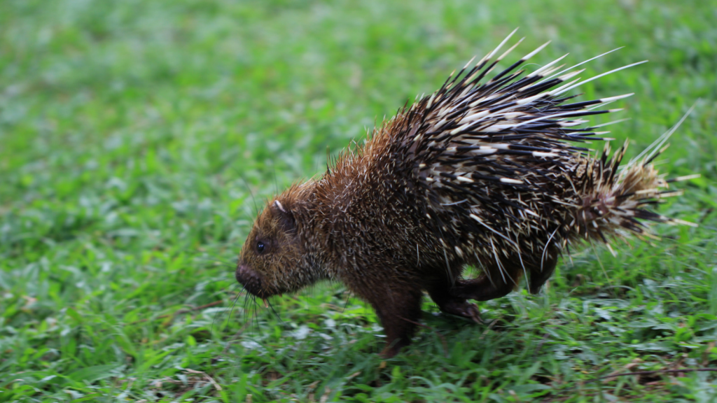 Porcupine