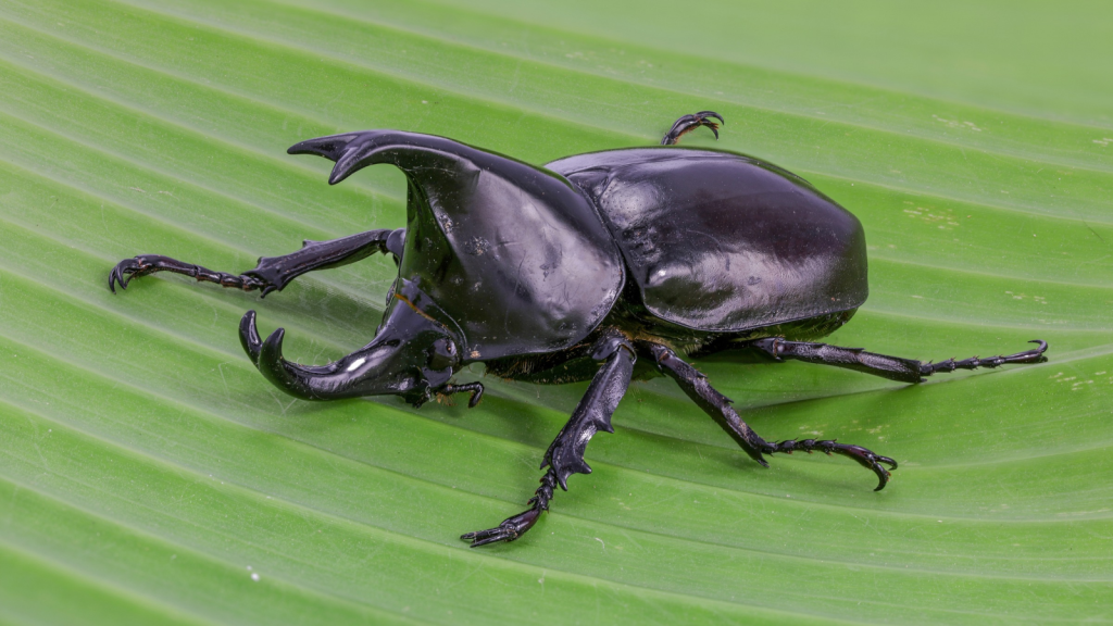 Rhinoceros Beetle