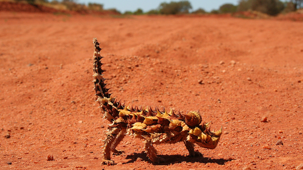 Thorny Devil