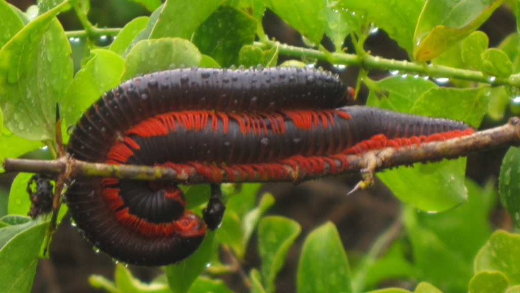 Giant African Millipede