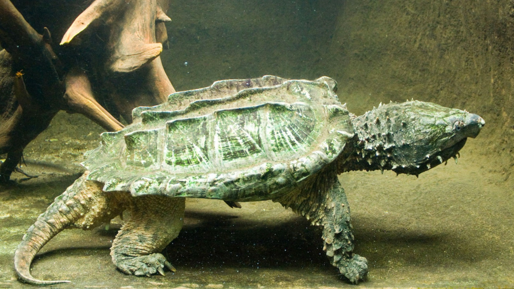 Alligator Snapping Turtle