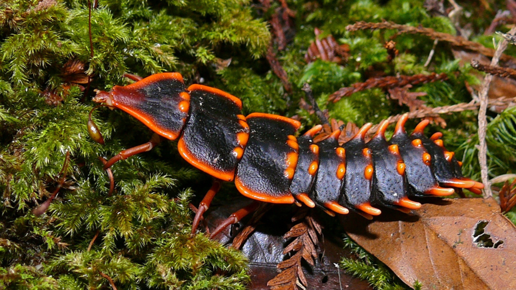 Trilobite Beetle