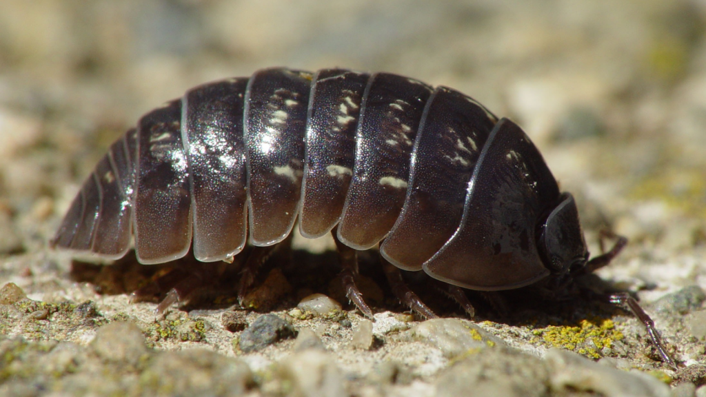 Pill Bug