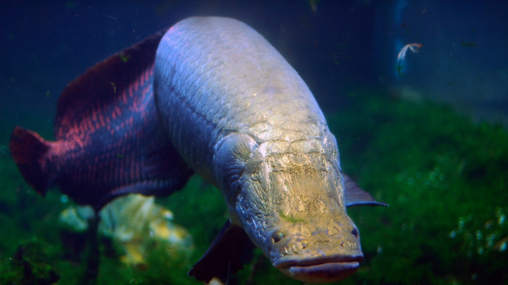 Arapaima