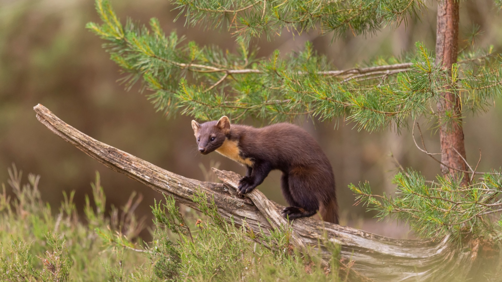 Pine Marten| Arboreal Acrobats