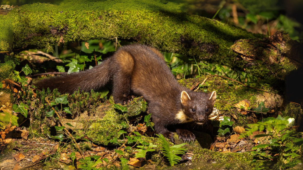 Pine Marten | Unusual Toilet Habits