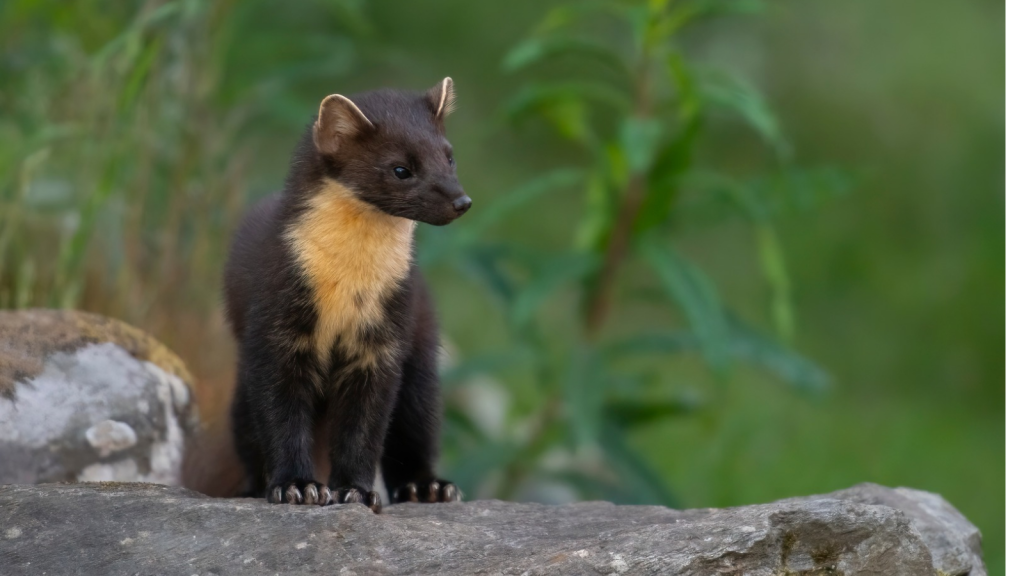 Pine Marten | Long Lifespan