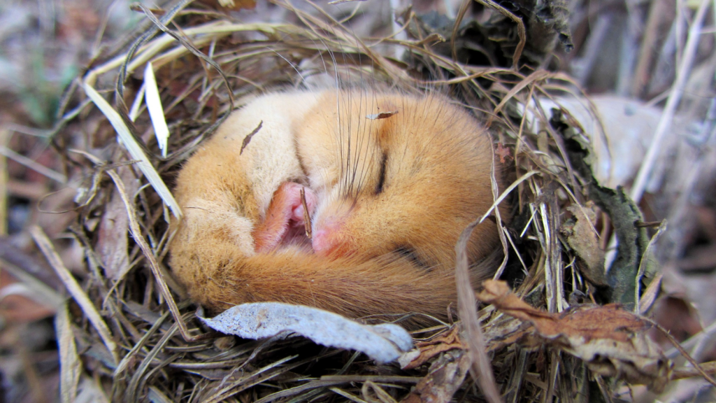 Dormouse | Extreme Sleepers