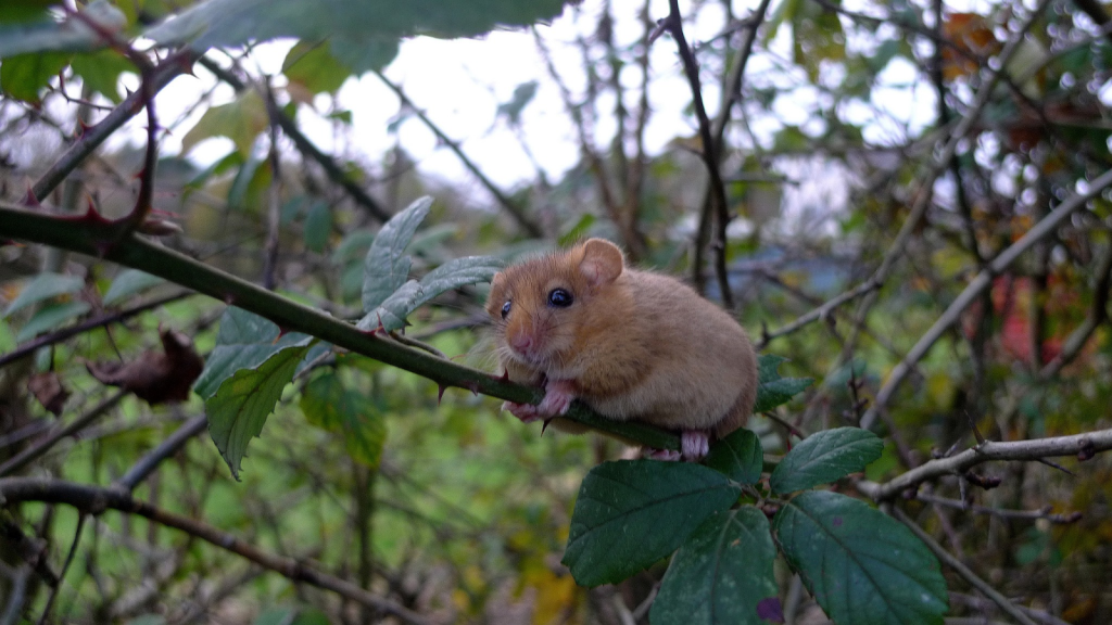 Dormouse | Nocturnal Acrobats