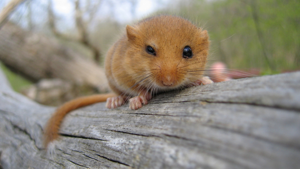 Dormouse Diaries | 16 Vital Facts About Britain's Sleepiest and Most Adorable Rodent