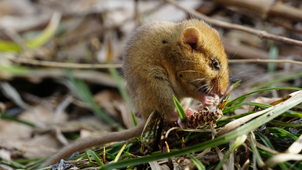 Dormouse | Picky Eaters