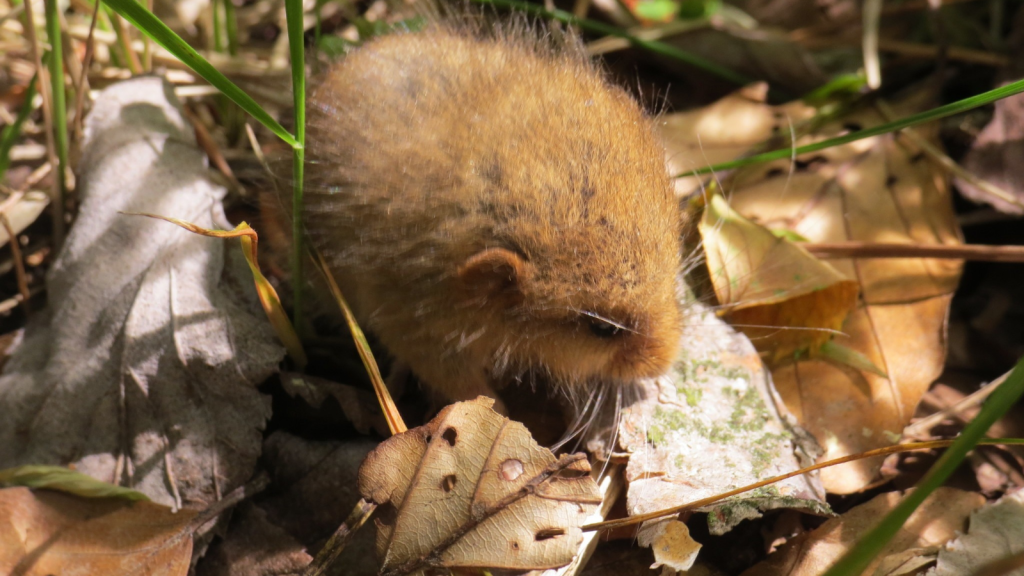 Dormouse | Indicators of Woodland Health