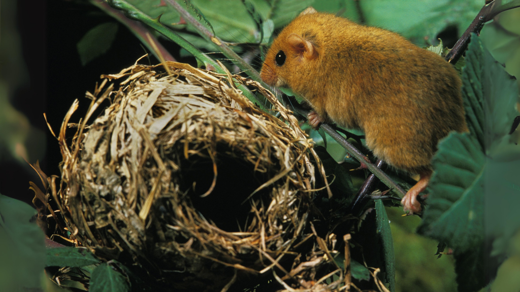 Dormouse | Master Nest Builders