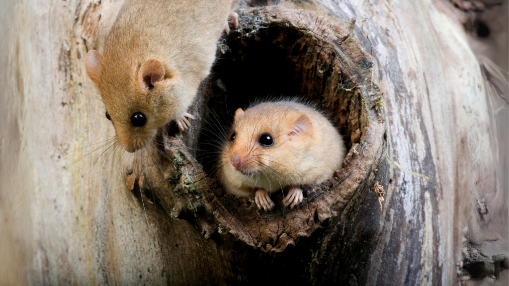 Dormouse | Slow Breeders