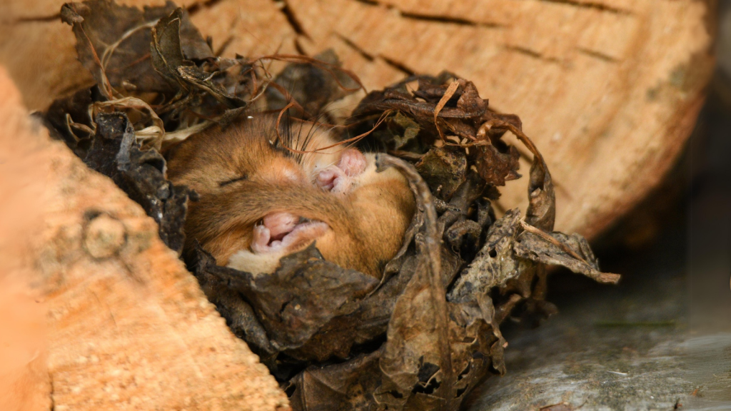 Dormouse | Hibernation Hideaways