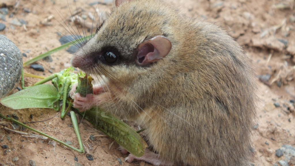 Dormouse | Unique Feeding Behaviour