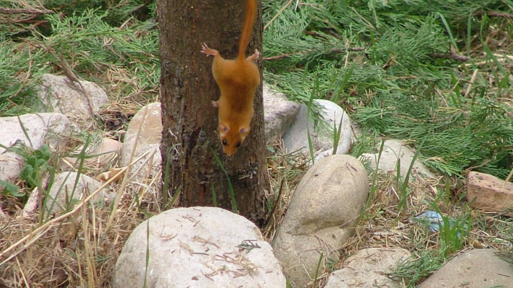 Dormouse | Arboreal Specialists