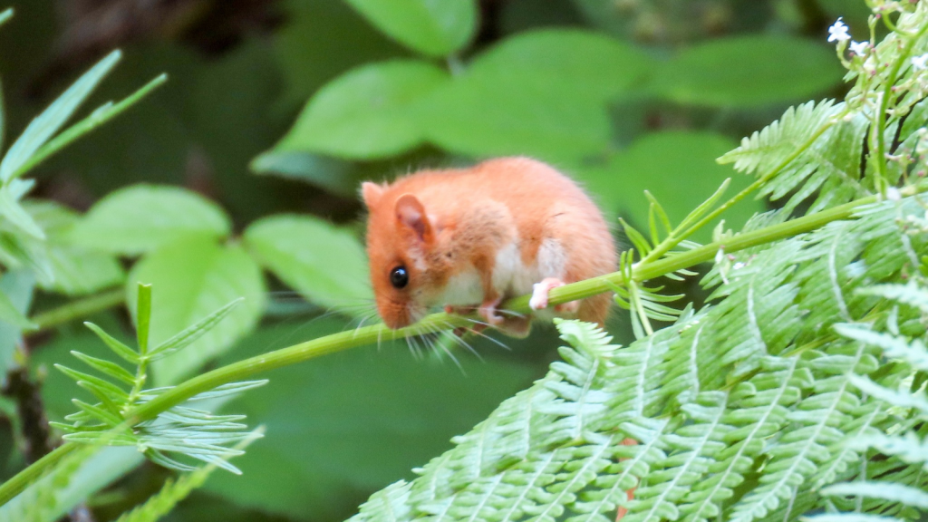 Dormouse | Tiny But Tough