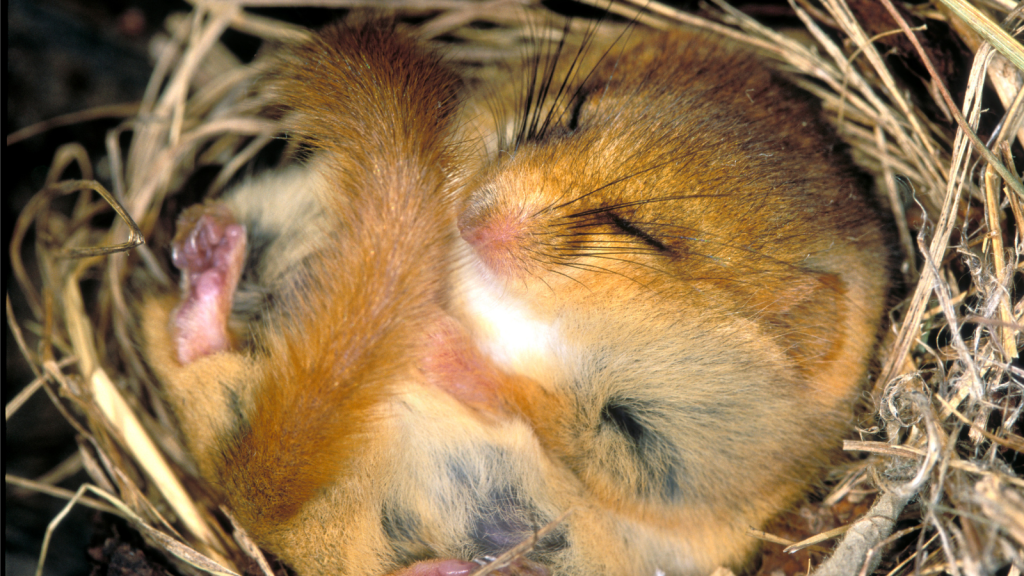 Dormouse | Fat-Tailed Survivors